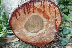 Pieces of large tree trunks photo