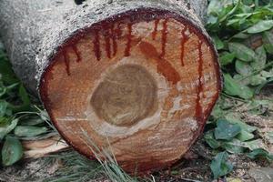 Pieces of large tree trunks photo