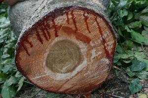 Pieces of large tree trunks photo