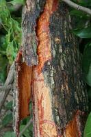 Pieces of large tree trunks photo