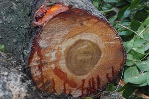 Pieces of large tree trunks photo