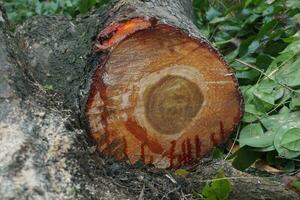 Pieces of large tree trunks photo