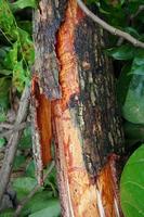 Pieces of large tree trunks photo