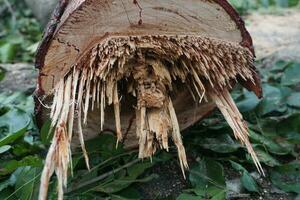 un recién derribado árbol maletero foto