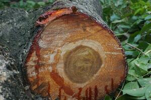 Pieces of large tree trunks photo