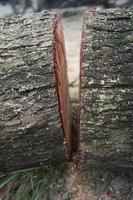 Pieces of large tree trunks photo