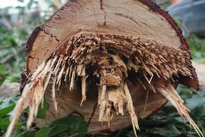 A freshly felled tree trunk photo