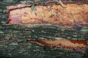 Pieces of large tree trunks photo