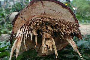 A freshly felled tree trunk photo