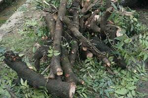 Pieces of large tree trunks photo