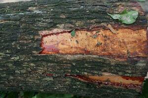 Pieces of large tree trunks photo