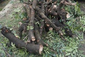 Pieces of large tree trunks photo