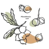 Macadamia nuts hand drawn collection. Macadamia nuts on branch with leaves and shelled nuts line art with abstract color spots. Vector modern design elements set.
