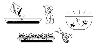Pea micro green growing in container infographics monochrome doodle vector outline illustration on white background. Pea sprouts, scissor, water sprayer black and white cartoon drawing.