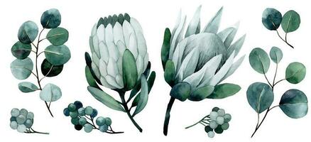 watercolor drawing set of tropical flowers and leaves. protea and eucalyptus leaves vector