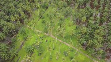 Top down view coconut farms and oil palm estate video
