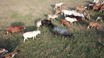 Büffel im Gruppe von Kühe. video