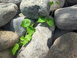 Green leaves and stones photo