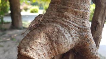 cigarra encaramado en un árbol en el tiempo de día en verano foto