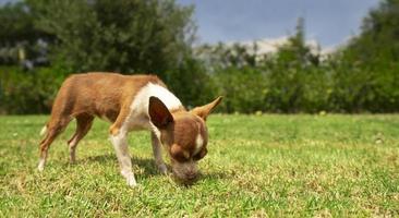 pequeño ligero marrón y blanco pinscher perrito olfateando el césped en el medio de el hogar jardín con desenfocado verde arbustos antecedentes foto