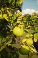 Still green grapefruit fruits hanging from the tree in closeup against background of defocused leaves on a sunny day photo