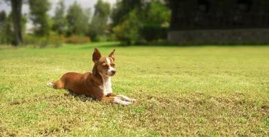 pequeño marrón y blanco pinscher perro descansando tranquilamente en el césped en el hogar jardín en contra antecedentes de desenfocado verde arboles foto