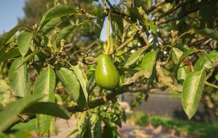 verde aguacate Fruta colgando en el árbol rodeado por hojas en un soleado día foto