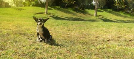 Small light black and white Pinscher dog sitting in the middle of the park with defocused green trees background during a sunny day photo