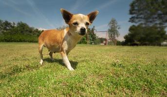 Small curious light brown and white Pinscher dog walking towards the camera in the middle of the park with defocused green trees background photo