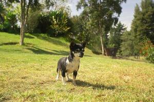 pequeño ligero negro y blanco pinscher perro caminando en el medio de el parque con desenfocado verde arboles antecedentes foto