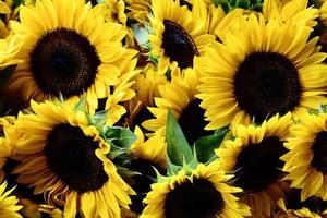 Summer Sunflower bouquet photo