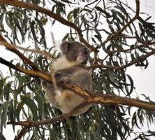 Koala Phascolarctos cinereus in eucalyptus tree in Australia photo