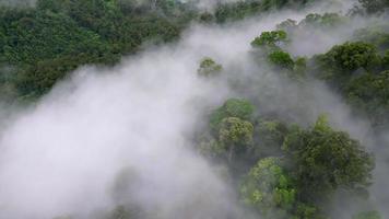 drone coup Matin faible nuage à forêt tropicale video