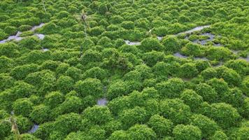 antenne Actie over- de groen struik wetland video