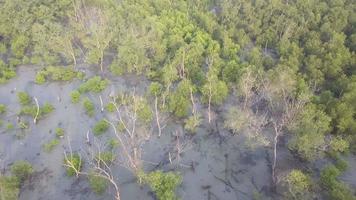 Aerial view group of bare mangrove trees video