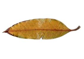 autumn leaf isolated on white background photo