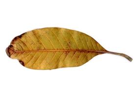 hoja de otoño aislada sobre fondo blanco foto