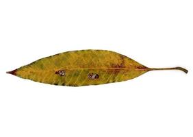 autumn leaf isolated on white background photo