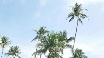 Beautiful coconut palms trees against clear blue sky in Phuket Thailan.Beach on the tropical island. Palm trees at sunlight, Amazing summer travel vacation plam trees background video