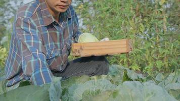 uomo contadino con fresco la verdura, cavolo raccolto, naturale selezione, organico, raccogliere stagione, agricolo attività commerciale proprietario, giovane inteligente inquadratura, salutare stile di vita, azienda agricola e giardino diretto, non tossico video