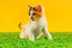 Young colored cat plays in a green field photo