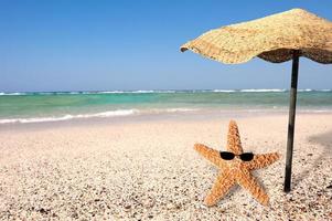 Starfish and summer photo