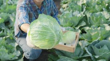 farmer show fresh vegetables and no chemical, cabbage harvest, natural selection, organic, harvest season, agricultural business owner, young smart framing, healthy, farm and garden direct, non toxic video