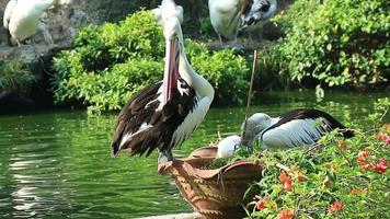 diese Pelikan Vogel ist einer von das Vogel Spezies im das See im Zoo beim Jakarta.