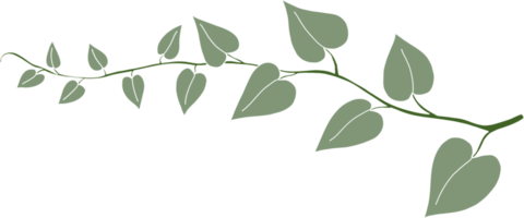 Simplicity ivy freehand drawing png