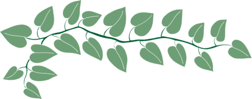 Simplicity ivy freehand drawing png