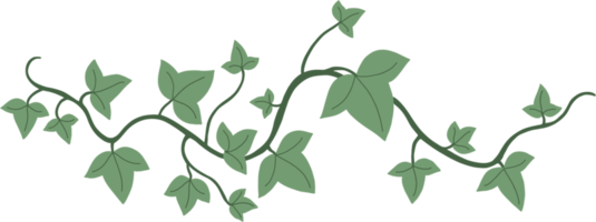 Simplicity ivy freehand drawing. png