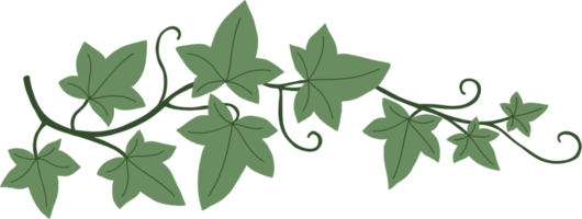 Simplicity ivy freehand drawing. png