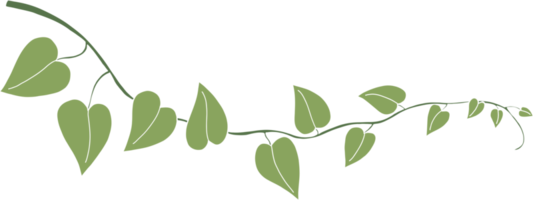 Simplicity ivy freehand drawing png