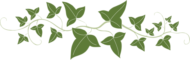 Simplicity ivy freehand drawing png